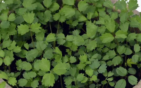 Frische, grüne Pimpinelle-Pflanzen, bereit für Salate. Ihr pimpinelle geschmack verfeinert jedes Gericht.