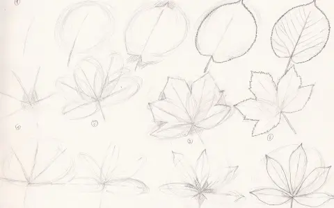 Étapes d'un dessin feuillage facile : esquisses de feuilles de différentes formes, de simples cercles à des formes lobées et dentelées.