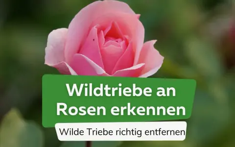 Eine zarte rosa Rose im Fokus. Ein grünes Banner erklärt, wie man **Wildtriebe an Rosen** erkennt und wilde Triebe richtig entfernt.
