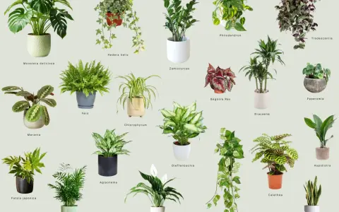 Kolekcja roślin do ciemnych pomieszczeń: Monstera, Zamioculcas, Aglaonema i inne, które ożywią każdy kąt.