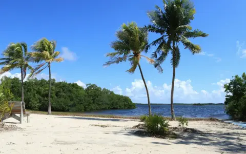 Palme su spiaggia sabbiosa, mare blu e vegetazione lussureggiante. Un invito a esplorare la costa atlantica, un itinerario da sogno.