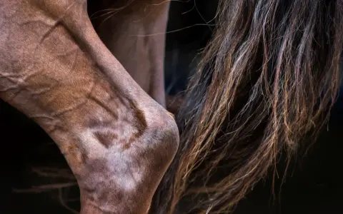 Gros plan sur le jarret d'un cheval brun, montrant la musculature et la crinière. Une légère entorse au jarret du cheval est visible.