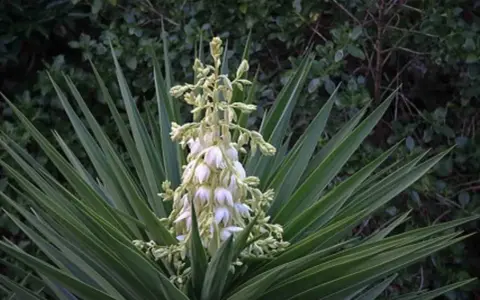 Planta yuca con racimo de flores blancas y hojas verdes puntiagudas.