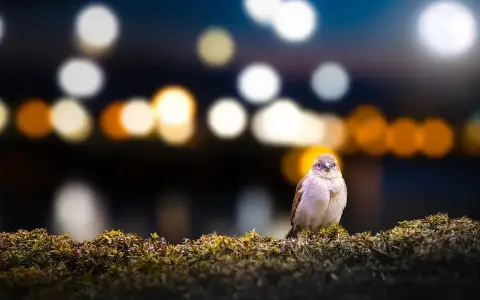 Un gorrión posado en un arbusto, con luces de ciudad desenfocadas al fondo, un ejemplo de la **contaminación lumínica** que afecta a la fauna urbana.