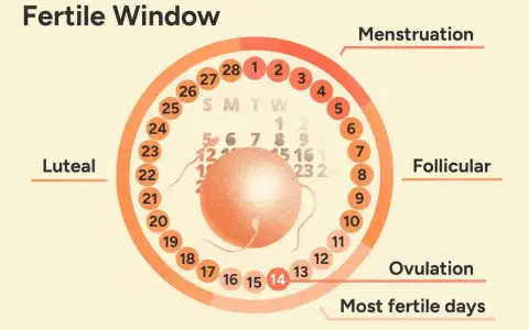 Cykl menstruacyjny: dni płodne po okresie, owulacja i okno płodności.