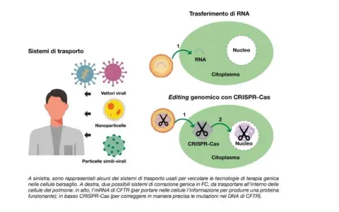 Illustrazione di sistemi di trasporto per terapia genica, inclusi vettori virali e nanoparticelle, per correggere mutazioni genetiche, come quelle nella fibrosi cistica.