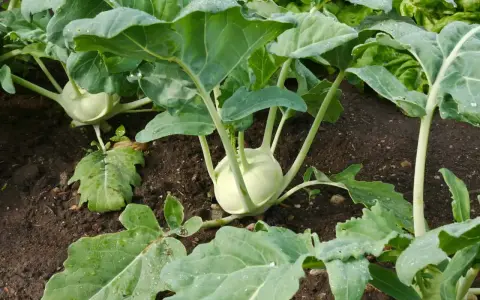 Kohlrabi plants in a garden bed, ready for harvest when the bulb reaches 2-4 inches in diameter.