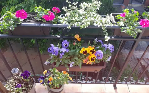Kolorowe bratki i pelargonie zdobią balkon. Wiosna w pełni, idealny czas, by pomyśleć, co na balkon.
