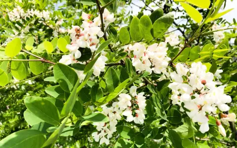 Grappes de fleurs d'acacia blanches et parfumées, ornées de feuilles vertes vives sous un ciel bleu.