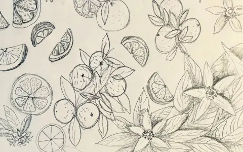 Dibujos creativos de naranjas enteras, en rodajas y flores de azahar, con un estilo a lápiz que evoca la frescura del campo.