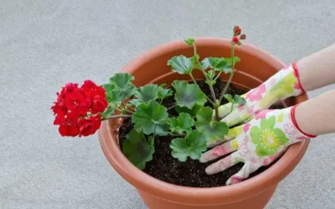 Händer med blomstrande handskar planterar en röd pelargon. Snart är det dags för pelargon vattning.