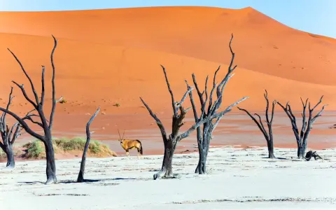 Słynne martwe drzewa w Dead Vlei, pustynny krajobraz Namibii z pomarańczowymi wydmami i oryksem.