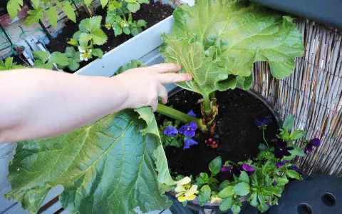 En hand lyfter ett stort blad från en rabarber i kruka. Små violer blommar runt rabarbern.
