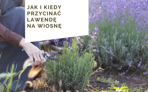 Cięcie lawendy: Kiedy i jak, by kwitła obficie? Poradnik Włodzisława Lisa