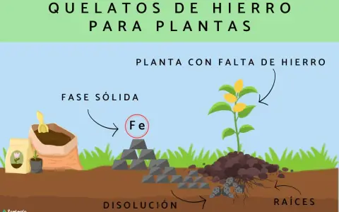 Ilustración muestra cómo el quelato de hierro en fase sólida se disuelve para nutrir las raíces de una planta con hojas amarillas por falta de hierro.