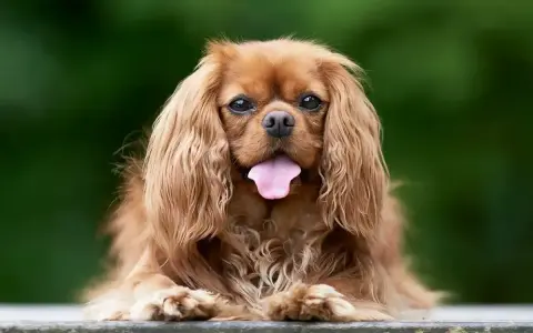 Uroczy pies rasy Cavalier King Charles Spaniel z długą, falującą sierścią i wystawionym językiem, siedzi na ławce na tle zieleni.
