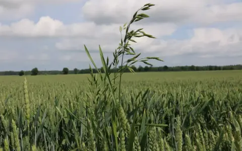 Zielone pole zboża z dominującą stokłosą płonną na pierwszym planie. W tle las i błękitne niebo z chmurami.