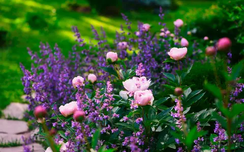 Vårblommor ute i en lummig trädgård. Rosa pioner blommar bland lila lavendel.