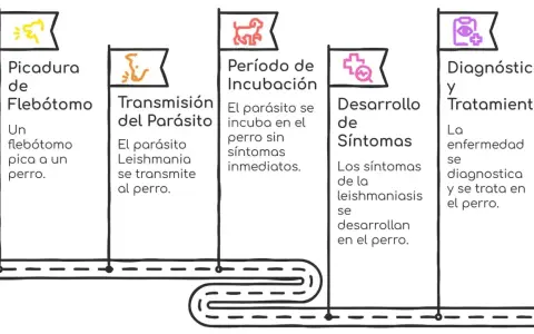 Diagrama del ciclo de la leishmaniosis en perros: picadura de flebótomo, transmisión del parásito, incubación, desarrollo de síntomas y diagnóstico/tratamiento.
