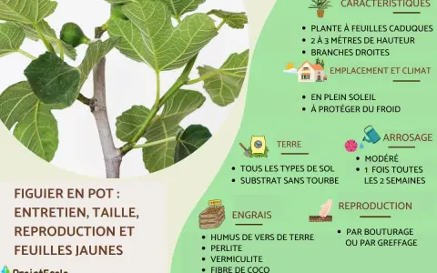 Gros plan sur un figuier (ficus carica) en pot, avec des feuilles vertes et des fruits immatures. Le texte explique son entretien.