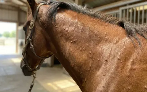 Gros plan sur le cou d'un cheval brun montrant des bosses sur la peau, suggérant une maladie de peau cheval.