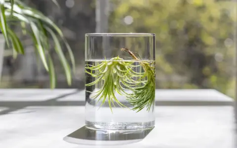 Two air plants soak in a glass of water, demonstrating how to water air plants.