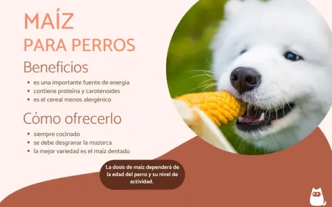 Un perro blanco disfruta de una mazorca de maíz, destacando los beneficios y cómo ofrecer maíz a los perros.