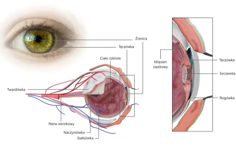 Anatomia oka: tęczówka, soczewka, rogówka, ciało szkliste, nerw wzrokowy. To skomplikowany aparat ochronny oka.