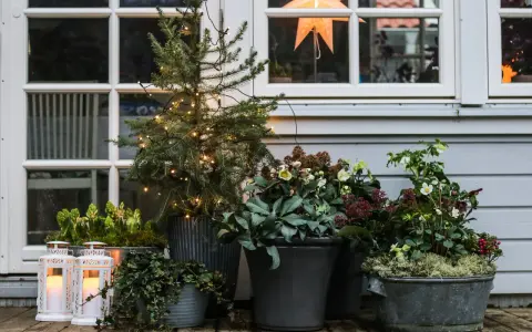 Vackra julblommor i kruka, en liten gran med ljusslinga och lyktor skapar julstämning vid husets entré.