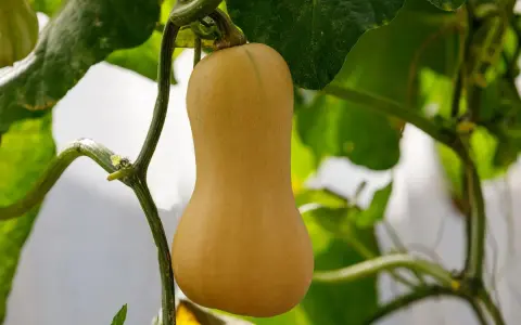 Courge butternut mûre, suspendue à sa tige verte, entourée de feuilles luxuriantes.