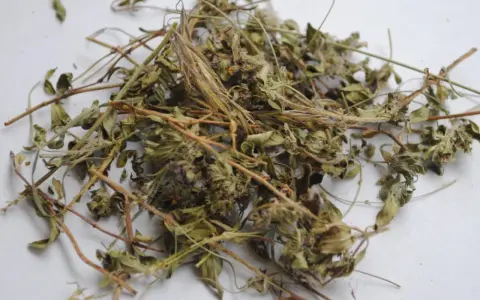 Getrockneter Thymian, bereit zur Lagerung. Die zarten Zweige und Blätter zeigen, wie man Thymian trocknen kann, um sein Aroma zu bewahren.