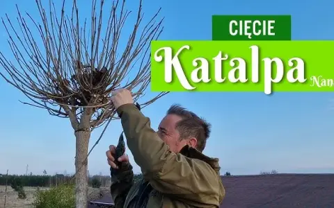 Jak przycinać katalpę (Nana)? Poradnik krok po kroku od eksperta