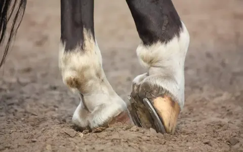 Gros plan sur les membres inférieurs d'un cheval, montrant les sabots ferrés et le pelage blanc et noir. Le cheval engorgé des 4 membres se tient sur un sol sablonneux.