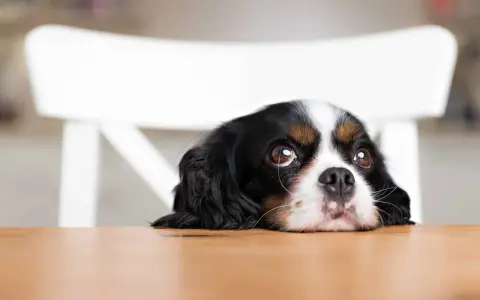 Un cachorro con ojos de cachorro mira con esperanza desde detrás de una mesa de madera.