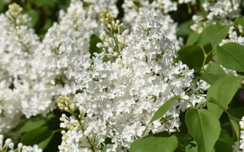 Vita syrensorter blommar i full prakt, med täta klasar av små, vita blommor och gröna blad.