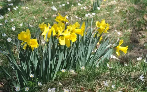 Gula påskliljor blommar i gräset, omgivna av små vita blommor. Vackra, men tänk på att påskliljor giftiga.