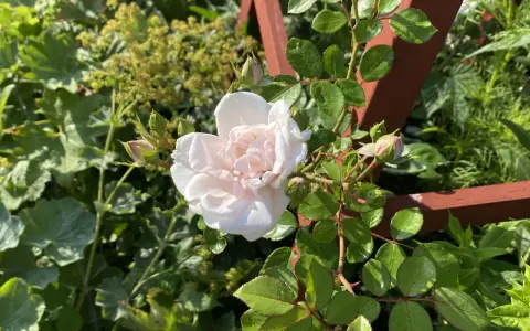 A pale pink rose blooms on a thorny stem, surrounded by green leaves and rosebuds.