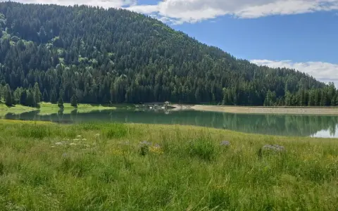 Prato fiorito e verdeggiante che si estende verso il lago di Lova, incastonato tra una rigogliosa foresta di conifere e un cielo azzurro con nuvole bianche.