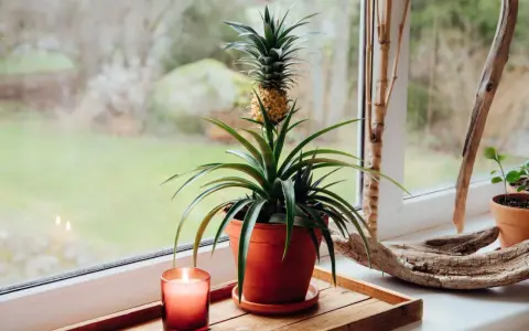 Mały ananas w doniczce na parapecie, obok świecy i kawałka drewna.