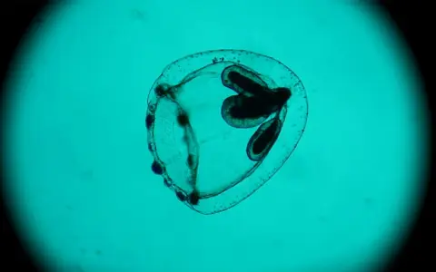 Medusa Turritopsis nutricula, immortale, vista al microscopio. Struttura trasparente con organi scuri interni.