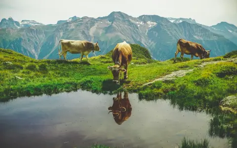 Tre mucche al pascolo in montagna vicino a uno stagno. Chissà quanti litri di acqua beve una mucca al giorno per stare così in forma!