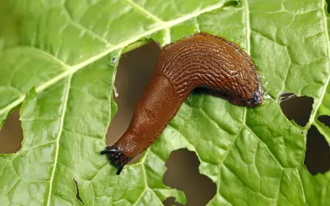 Une limace de jardin, marron et luisante, se déplace sur une grande feuille verte trouée.