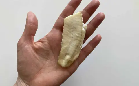Un trozo de lenguado bebé, cocido y tierno, descansa en una mano abierta.