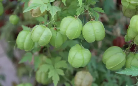 Des pois de cœur verts et gonflés pendent d'une vigne feuillue, certains déjà teintés de rouge.