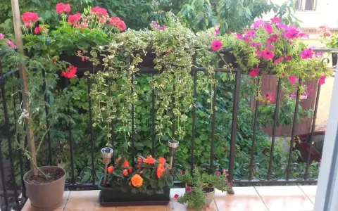 Balkon pełen kwiatów: różowe pelargonie, petunie i zwisające pnącza tworzą kolorową kompozycję.
