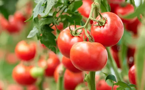 Reife, rote Tomaten hängen an einem Strauch. Die tomaten erntezeit hat begonnen und die Früchte sind bereit für die Ernte.