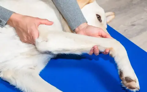Fizjoterapeuta delikatnie masuje łapę psa, pomagając mu w rehabilitacji. Ta librela dla psa zapewnia ulgę w bólu.