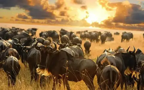 Stado gnu na tle zachodzącego słońca. Idealny czas na podróż do Kenii, kiedy odbywa się Wielka Migracja.