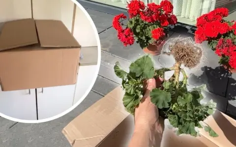 Jak przezimować pelargonie w kartonie? Przygotowanie roślin do zimowania, wykopanie z ziemi i schowanie do kartonu.