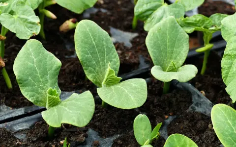 Jeunes semis de courgette en intérieur, leurs premières feuilles vertes s'ouvrent sur la terre.